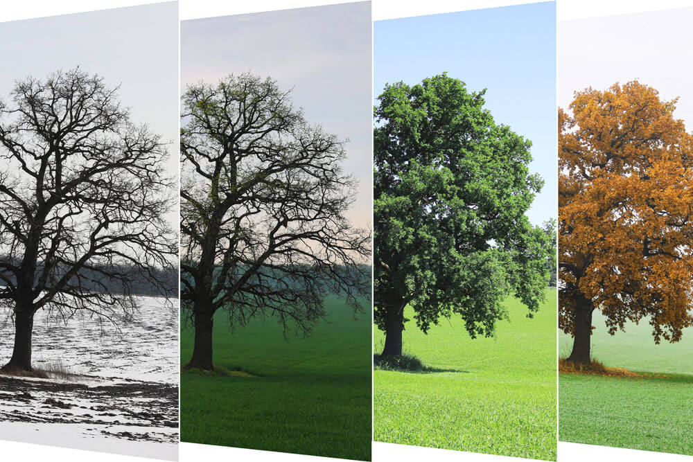 解凍は季節で変わる？夏の高温・冬の低温がもたらす品質変動を解説！